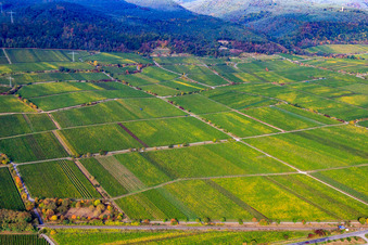 Vue aérienne de Vignoble Am Schloßberg à Ruppertsberg dans le département Rhénanie-Palatinat, Allemagne