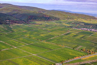 Vue aérienne de Vignoble Rupperstberger Reiterpfad à Ruppertsberg dans le département Rhénanie-Palatinat, Allemagne