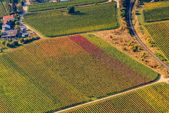 Vue aérienne de Ligne de chemin de fer entre les vignes dans les feuilles d'automne à le quartier Mußbach an der Weinstraße in Neustadt an der Weinstraße dans le département Rhénanie-Palatinat, Allemagne