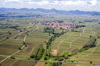 Vue aérienne de Paysage viticole des régions viticoles à le quartier Nußdorf in Landau in der Pfalz dans le département Rhénanie-Palatinat, Allemagne