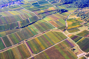 Vue aérienne de Vignoble entre Diedesfeld et Maikammer à le quartier Diedesfeld in Neustadt an der Weinstraße dans le département Rhénanie-Palatinat, Allemagne