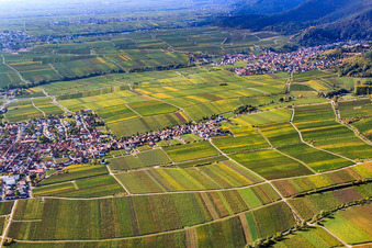 Vue aérienne de Quartier d'Alsterweiler entre vignobles à Maikammer dans le département Rhénanie-Palatinat, Allemagne