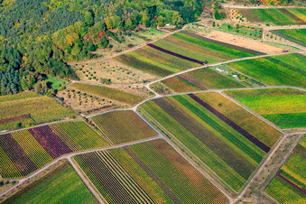 Vue aérienne de Vignoble sous le Kropsburg à le quartier SaintMartin in Sankt Martin dans le département Rhénanie-Palatinat, Allemagne