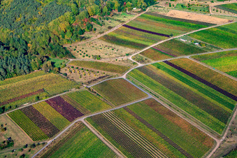 Vue aérienne de Vignoble sous le Kropsburg à le quartier SaintMartin in Sankt Martin dans le département Rhénanie-Palatinat, Allemagne
