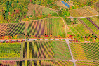 Vue aérienne de Vignobles en bordure du Haardt Modenbachtalstr à Weyher in der Pfalz dans le département Rhénanie-Palatinat, Allemagne