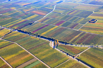 Vue aérienne de Des vignobles aux couleurs automnales à Burrweiler dans le département Rhénanie-Palatinat, Allemagne