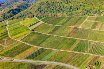 Vue aérienne de Vignoble Haardtrand-Käfernberg à Albersweiler dans le département Rhénanie-Palatinat, Allemagne