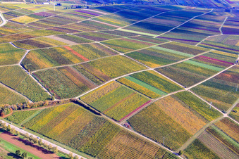 Vue aérienne de Vignes aux feuilles d'automne à le quartier Godramstein in Landau in der Pfalz dans le département Rhénanie-Palatinat, Allemagne