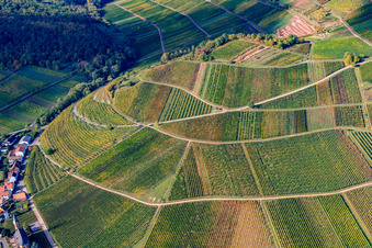 Vue aérienne de Vignoble de Kastanienbusch à Birkweiler dans le département Rhénanie-Palatinat, Allemagne