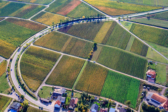 Vue aérienne de Vignes aux feuilles d'automne à Birkweiler dans le département Rhénanie-Palatinat, Allemagne
