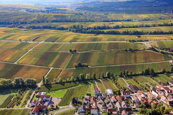 Vue aérienne de Vignes aux feuilles d'automne à le quartier Arzheim in Landau in der Pfalz dans le département Rhénanie-Palatinat, Allemagne
