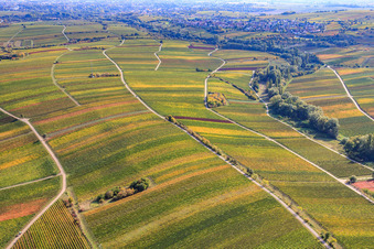 Vue aérienne de Vignobles du Ranschbachtal à le quartier Arzheim in Landau in der Pfalz dans le département Rhénanie-Palatinat, Allemagne
