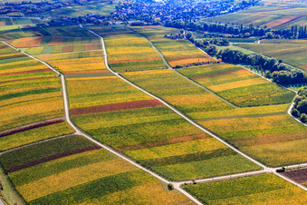 Vue aérienne de Vignobles du Ranschbachtal à le quartier Arzheim in Landau in der Pfalz dans le département Rhénanie-Palatinat, Allemagne