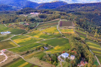 Vue aérienne de Chemin des Liebfrauen à Bad Bergzabern dans le département Rhénanie-Palatinat, Allemagne