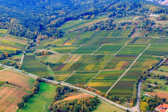 Vue aérienne de Vignes au bord du Haardt à Dörrenbach dans le département Rhénanie-Palatinat, Allemagne