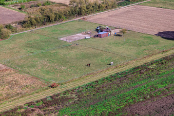Vue aérienne de Pâturage de chevaux dans la zone d'élevage à Steinfeld dans le département Rhénanie-Palatinat, Allemagne