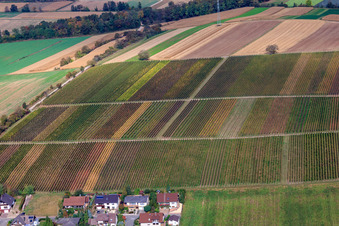 Vue aérienne de Vignobles entre Freckenfeld et Winden à Freckenfeld dans le département Rhénanie-Palatinat, Allemagne