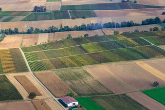 Vue aérienne de Vignobles entre Freckenfeld et Winden à Freckenfeld dans le département Rhénanie-Palatinat, Allemagne