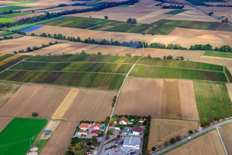 Photographie aérienne de Vignobles entre Freckenfeld et Winden à Freckenfeld dans le département Rhénanie-Palatinat, Allemagne