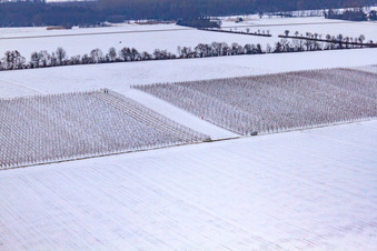 Vue aérienne de Vignobles en hiver avec de la neige à Minfeld dans le département Rhénanie-Palatinat, Allemagne