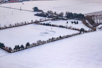 Vue aérienne de Pâturage de chevaux de Trakehner-Friedrich en hiver avec de la neige à Minfeld dans le département Rhénanie-Palatinat, Allemagne