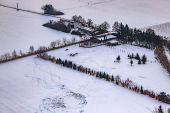 Vue aérienne de Pâturage de chevaux de Trakehner-Friedrich en hiver avec de la neige à Minfeld dans le département Rhénanie-Palatinat, Allemagne