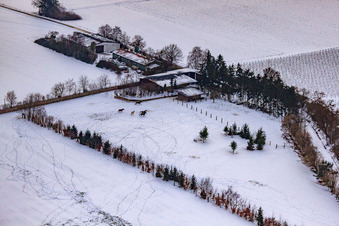 Photographie aérienne de Pâturage de chevaux de Trakehner-Friedrich en hiver avec de la neige à Minfeld dans le département Rhénanie-Palatinat, Allemagne