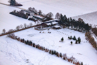 Vue oblique de Pâturage de chevaux de Trakehner-Friedrich en hiver avec de la neige à Minfeld dans le département Rhénanie-Palatinat, Allemagne