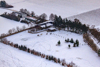 Pâturage de chevaux de Trakehner-Friedrich en hiver avec de la neige à Minfeld dans le département Rhénanie-Palatinat, Allemagne d'en haut