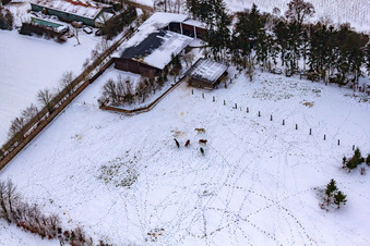 Pâturage de chevaux de Trakehner-Friedrich en hiver avec de la neige à Minfeld dans le département Rhénanie-Palatinat, Allemagne hors des airs