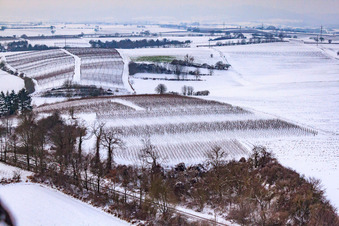 Vue aérienne de Vignoble d'hiver à Freckenfeld dans le département Rhénanie-Palatinat, Allemagne