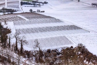 Vue aérienne de Vignoble d'hiver à Freckenfeld dans le département Rhénanie-Palatinat, Allemagne