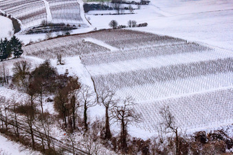 Photographie aérienne de Vignoble d'hiver à Freckenfeld dans le département Rhénanie-Palatinat, Allemagne