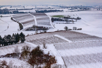 Vue oblique de Vignoble d'hiver à Freckenfeld dans le département Rhénanie-Palatinat, Allemagne