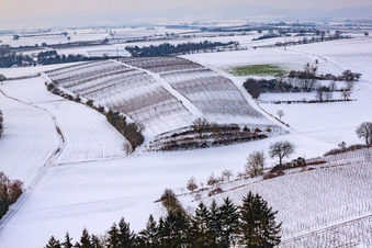 Vignoble d'hiver à Freckenfeld dans le département Rhénanie-Palatinat, Allemagne d'en haut