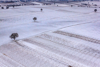 Vue aérienne de Vignoble d'hiver à le quartier Kleinsteinfeld in Niederotterbach dans le département Rhénanie-Palatinat, Allemagne