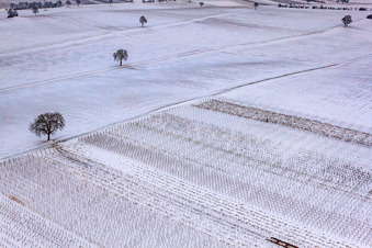 Vue aérienne de Vignoble d'hiver à le quartier Kleinsteinfeld in Niederotterbach dans le département Rhénanie-Palatinat, Allemagne