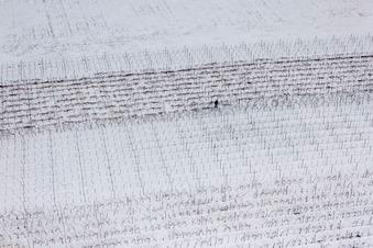 Vue aérienne de Vigneron taillant des vignes dans un paysage viticole hivernal enneigé des régions viticoles à le quartier Kleinsteinfeld in Niederotterbach dans le département Rhénanie-Palatinat, Allemagne