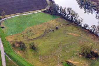 Vue aérienne de Troupeau de moutons sur le Vieux Rhin à le quartier Maximiliansau in Wörth am Rhein dans le département Rhénanie-Palatinat, Allemagne