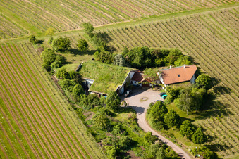 Vue aérienne de Vignoble Bioland sous le toit en herbe du domaine Marzolph à le quartier Wollmesheim in Landau in der Pfalz dans le département Rhénanie-Palatinat, Allemagne