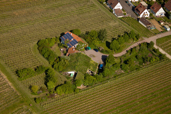 Enregistrement par drone de Vignoble Bioland sous le toit en herbe du domaine Marzolph à le quartier Wollmesheim in Landau in der Pfalz dans le département Rhénanie-Palatinat, Allemagne