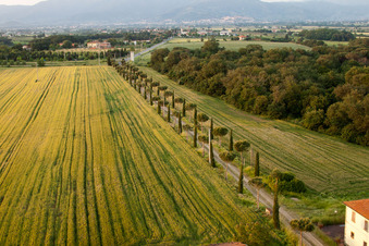 Vue aérienne de Allée de cyprès, rangée d'arbres le long d'une route de campagne au bord d'un champ à Castroncello à Castiglion Fiorentino dans le département Arezzo, Italie