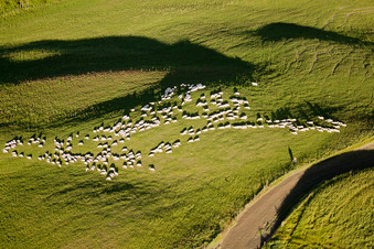 Vue aérienne de Structures herbeuses d'un pâturage vallonné avec troupeau de moutons à Rapolano Terme à Asciano dans le département Siena, Italie