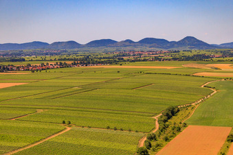 Vue aérienne de Riedgraben entre les vignes jusqu'à la lisière de la forêt du Palatinat à Essingen dans le département Rhénanie-Palatinat, Allemagne