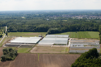 Vue aérienne de Horticulture Reiss à Malsch dans le département Bade-Wurtemberg, Allemagne