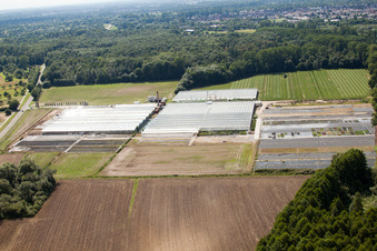 Vue aérienne de Horticulture Reiss à Malsch dans le département Bade-Wurtemberg, Allemagne