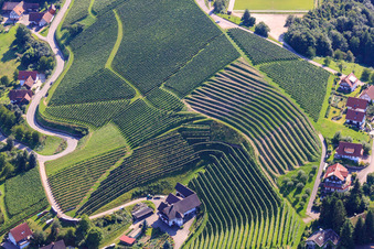 Vue aérienne de Vignobles près de Bernhardshöfe à le quartier Büchelbach in Sasbachwalden dans le département Bade-Wurtemberg, Allemagne