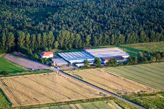 Vue aérienne de Terre de cactus à Steinfeld dans le département Rhénanie-Palatinat, Allemagne