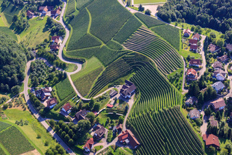 Vue aérienne de Vignobles près de Bernhardshöfe à le quartier Büchelbach in Sasbachwalden dans le département Bade-Wurtemberg, Allemagne