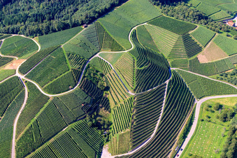 Vue oblique de Pentes abruptes du vignoble de Büchelbach à Kappelrodeck dans le département Bade-Wurtemberg, Allemagne